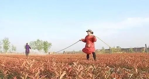 生物菌肥，有機(jī)肥，復(fù)合肥怎樣搭配使用效果好